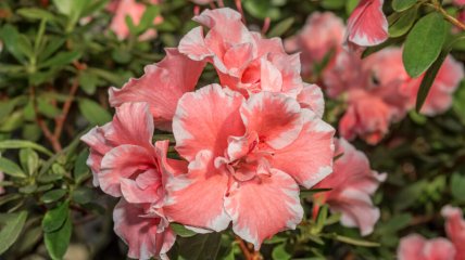 Кімнатна азалія неймовірно гарна
