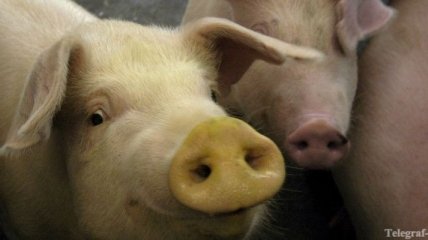 Исследователи подсадят в мозг новозеландцам клетки свиней