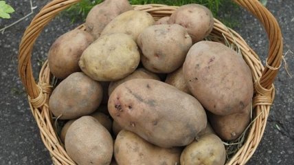 Производители продают картофель по себестоимости