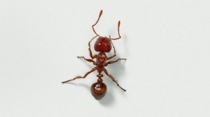 "Вредные" муравьи доказали пользу в борьбе с клещами