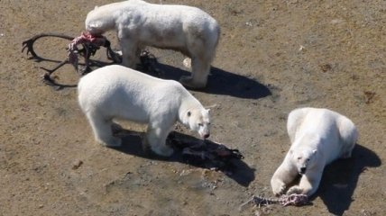 Голодные белые медведи охотятся на оленей и гусей 