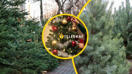 И елка, и сосна точно станут украшением в доме на новогодние праздники