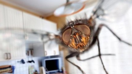 Как избавиться от мух в доме - простые лайфхаки