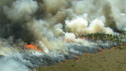 Пожары в лесах Амазонии связаны с масштабной вырубкой деревьев