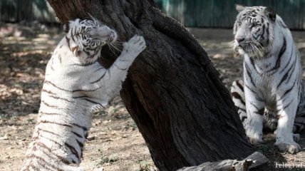 В национальном парке Индии белые тигры убили работника