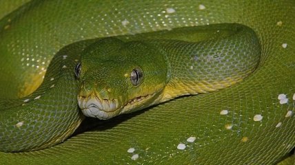 ТОП 10: Самые большие змеи в мире (Фото)