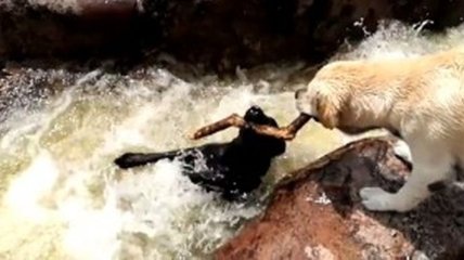 В Аргентине смелый пес спас из стремительной реки своего друга (Видео)