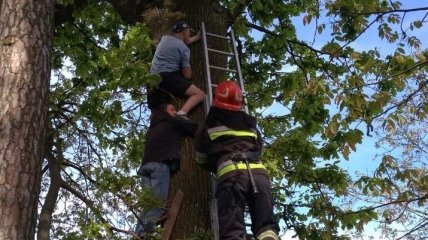 В Ровенской области мужчина полез за котом и застрял на дереве