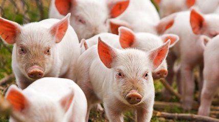 Африканская чума с разгоном убивает свиней