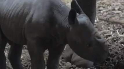 В Великобритании родился редчайший черный носорог (Видео)