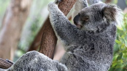 В этом им помогли коалы: ученые определили, как ДНК защищается от ретровирусов