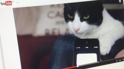 Британский кот установил новый рекорд Гиннеса (Видео)