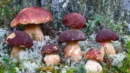 Минздрав дал советы, как не отравится грибами и что делать в случае беды