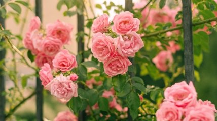 Чаще всего розы не цветут из-за ошибок садовода