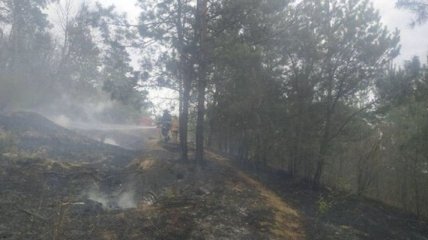 Пожежі у Чорнобильській зоні тривають на території шести лісництв