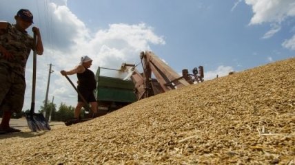 Украина завершила жатву ранних зерновых