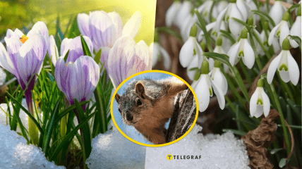 В первый день весны в Украине прогнозируются ночные заморозки