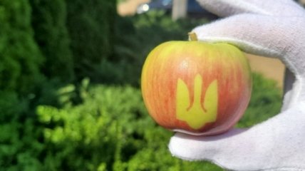 В Виннице в честь Дня Независимости вырастили яблоки с Трезубцем