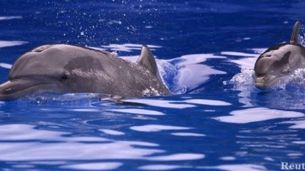 ﻿﻿Министерство экологии разрешило держать дельфинов в ванной  