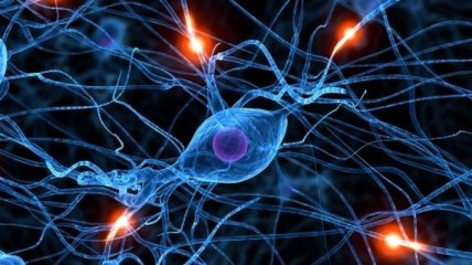 Психотерапевты опровергли основные мифы о нервной системе