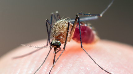 Малярию чаще всего переносят самки комаров вида Anopheles