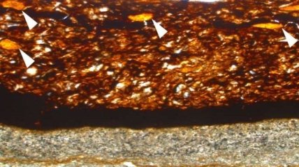 Древнейшая в мире: найдена первая в истории жевательная резинка