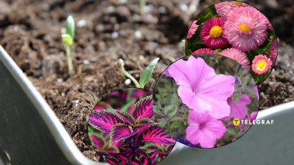 Петунии, маргаритки и колеусы уже можно сеять на рассаду в феврале