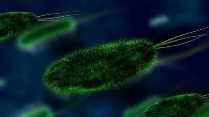 Ученые отправили на МКС 18 штаммов бактерий