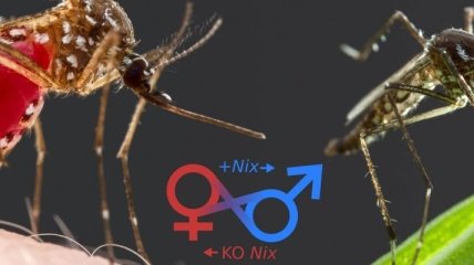Ученые нашли "генетическое оружие" для изменения пола комаров