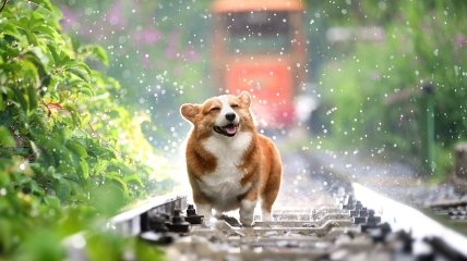 Здоровий собака — щасливий собака