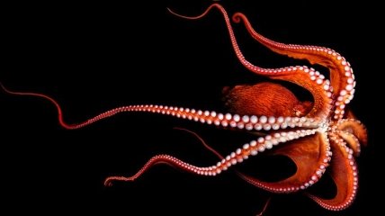 Почему осьминоги меняют окрас в случае возникновения конфликта