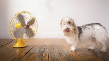 Смех да и только: собаки и вентиляторы