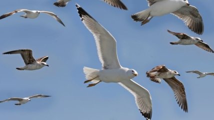 Повышение уровня моря станет причиной сокращения популяций птиц