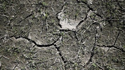 Засуха в Европе: Фермеры Германии получат компенсацию до 340 миллионов евро