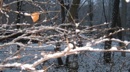 Погода в Украине 28 декабря: облачно, местами мокрый снег