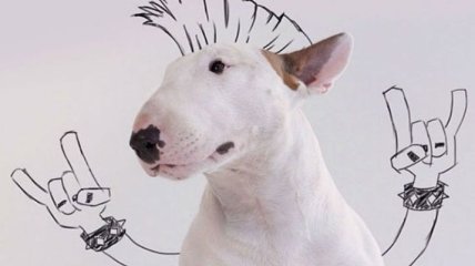 Улыбка до ушей: забавные рисунки холостяка и его собаки 