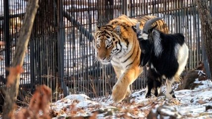 Дружба хищника и жертвы: тигр Амур и козлик Тимур, которые покорили Интернет 