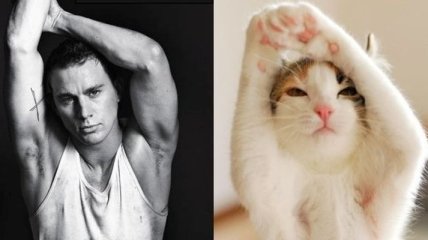Подборка для женщин: оригинальные сравнения котов и мужчин (Фото) 
