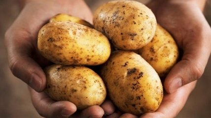 Медики назвали неизвестные ранее целебные свойства картофеля