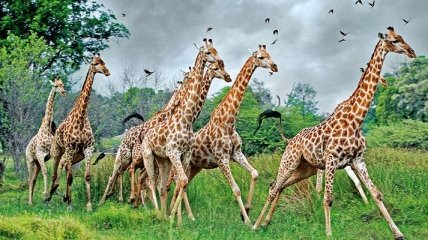 Ученые доказали, что в мире существует 4 вида жирафов