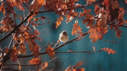 В Ерофеев день прислушивались и присматривались к птицам