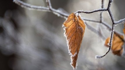 Прогноз погоды в Украине на 28 ноября: на севере и юге страны ожидаются дожди с мокрым снегом 