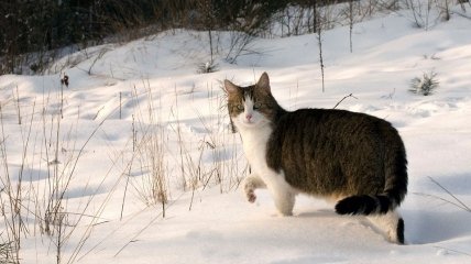 Народне свято 23 січня відоме під назвою Григорій Літовказівник