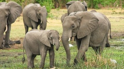 Из-за засухи в Зимбабве погибли 55 слонов