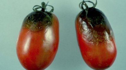 Гнилые помидоры оказались источником электроэнергии