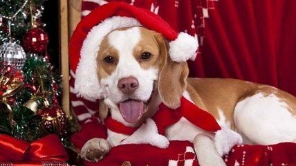 Новый год 2018: подарки, которые не стоит дарить в год Желтой Земляной Собаки