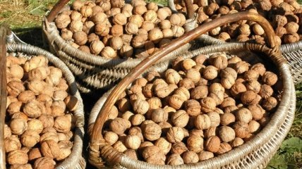 В Украине может сократиться урожай грецких орехов
