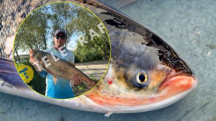 Толстолобик