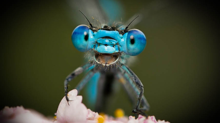 Усміхнена комаха