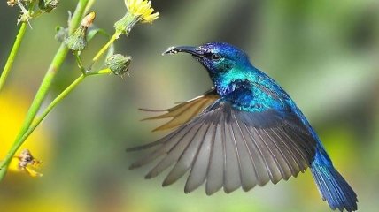 Хрустальная красота: яркие птички колибри (Фото)